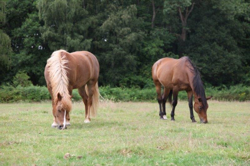 Farm Stay Luythoeve Meeuwen 외부 사진